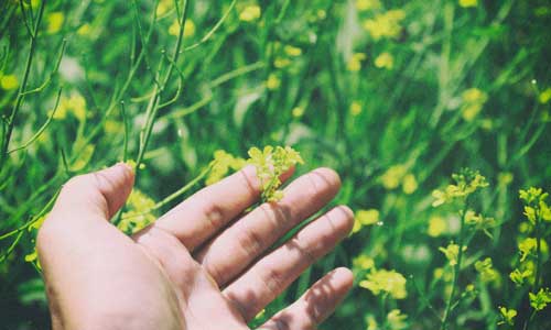 hand brushing wildflowers