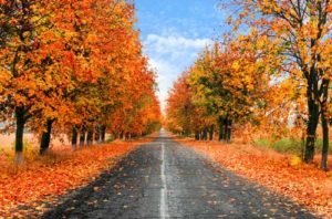 looking down an empty street lined with autumn trees