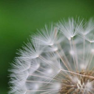 close close up of dandelion