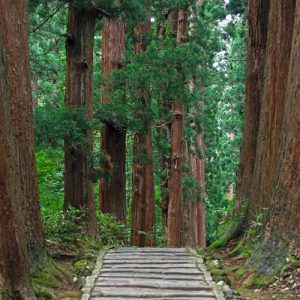 wooden path in green forest