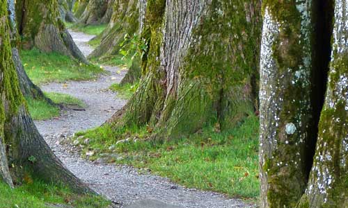 winding path with large trees