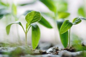 adolescent sprouts with white background