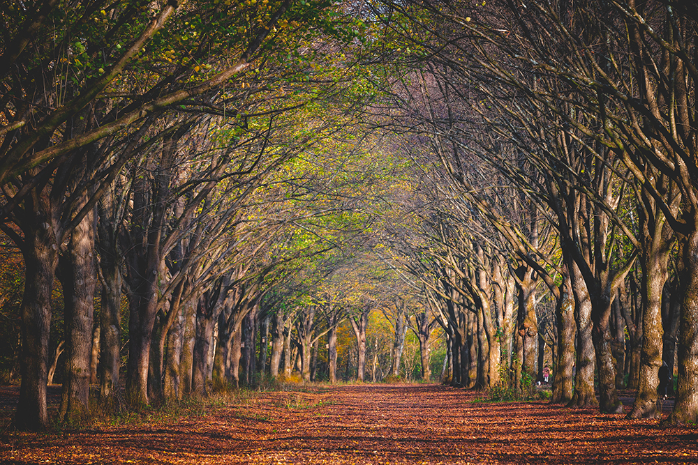 An ethereal pathway through the woods