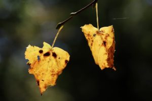 autumn leaves, yellow leaves, fall-6629865.jpg