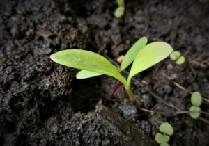 scion, seedling, cotyledons-2735924.jpg